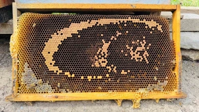 Bal arıları petekte &rsquo;ay yıldızlı&rsquo; bayrağı andıran g&ouml;rsel oluşturdu
