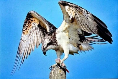 Balık Kartalı Bursa&rsquo;da g&ouml;r&uuml;nt&uuml;lendi