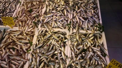 Balık&ccedil;ı palamuttan umudunu kesti, hamsi ve istavrit ile teselli buluyor