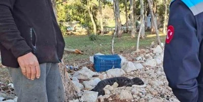 Balık&ccedil;ılar fırtına mağduru yavru fokun hayatını kurtardı