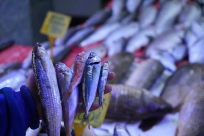 Balık&ccedil;ılar sezona hamsi ve istavrit bolluğuyla girecek