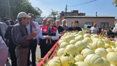 Balıkesir'de beyaz kavun hasadı başladı