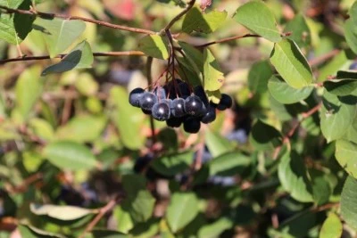 Balıkesir'de ilk aronya hasadı