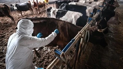 Balıkesir'de şap alarmı!