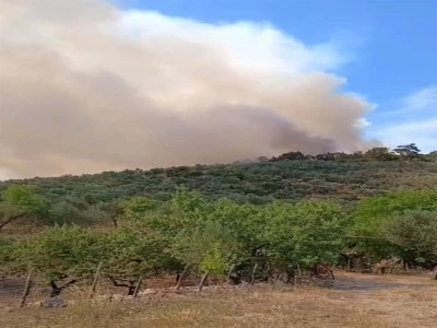 Balıkesir Havran'da orman yangını 