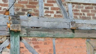 Bartın&rsquo;da sincap eve yuva yaptı
