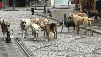 Başıboş k&ouml;pek saldırılarıyla ilgili iki belediyeye soruşturma izni