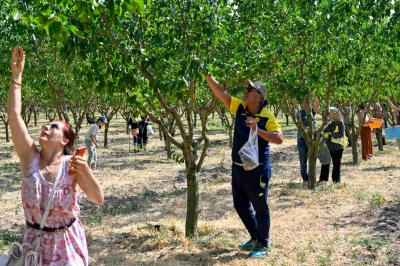Başkentliler Ata &Ccedil;iftliği&rsquo;nde Hasat Yaptı