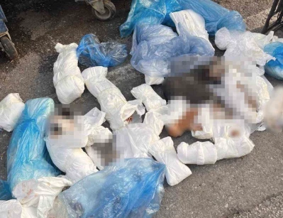 Başsavcılık itiraz etmişti, 33 kediyi &ouml;ld&uuml;ren veteriner tutuklandı
