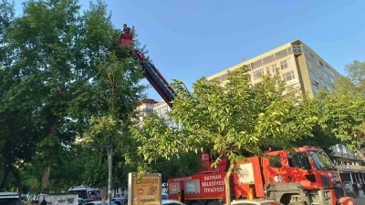 Batman&rsquo;da ağa&ccedil;tan d&uuml;şen yavru kargalar itfaiye ekiplerince yuvaya bırakıldı
