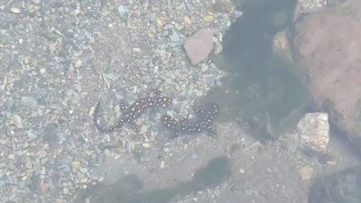 Batman&rsquo;da nesli tehlike altındaki &rsquo;sarı benekli semender&rsquo; s&uuml;r&uuml;s&uuml; g&ouml;r&uuml;ld&uuml;
