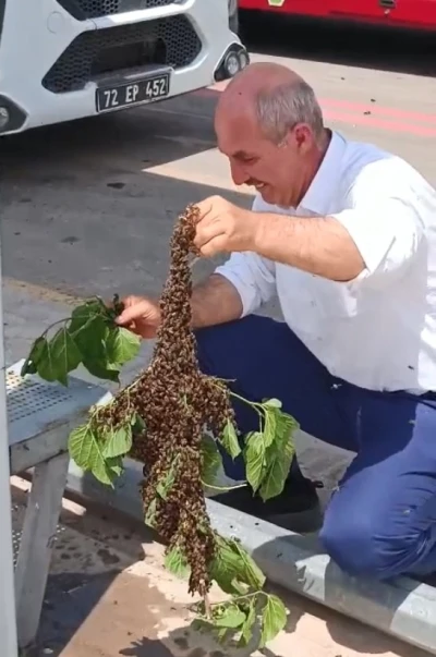 Batman&rsquo;da otob&uuml;s durağında arı paniği
