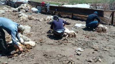 Batman&rsquo;da yaylada kalan g&ouml;&ccedil;erler peynir &uuml;retiyor
