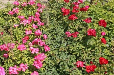 Battalgazi&rsquo;nin park ve bah&ccedil;eleri kendi &uuml;rettiği &ccedil;i&ccedil;eklerle g&uuml;zelleşiyor
