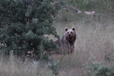 Bayburt&rsquo;ta bir bozayı yiyecek bulamayınca etrafa saldırdı:  A&ccedil; ayı k&ouml;y camisinin yemekhanesini ve &ccedil;ay ocağını dağıttı
