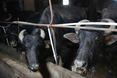 Bayburt&rsquo;tan İstanbul&rsquo;a hayvan sevki 20 Mayıs&rsquo;ta başlıyor
