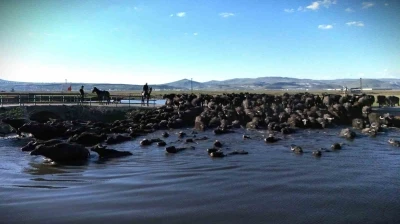 Belgesel tadında manda yolculuğu

