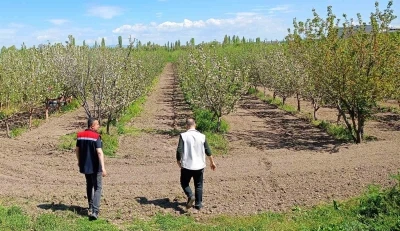 Beyşehir&rsquo;de meyve bah&ccedil;eleri hastalık ve zararlılara karşı yakından takip ediliyor
