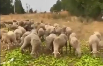 Biberlerin para etmediği i&ccedil;in hayvanlara yedirildiği" iddiası ger&ccedil;eği yansıtmıyor