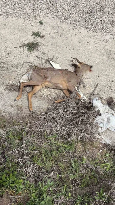 Bilecik&rsquo;te aracın &ccedil;arptığı karaca telef oldu
