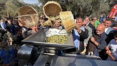Bin yıllık zeytin ağacından hasat yapıldı