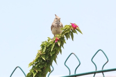 Boğa&ccedil;ayı 220 Kuş T&uuml;r&uuml;yle Kuş G&ouml;zlemcilerinin Yeni Adresi Oldu