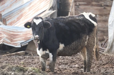 Bolu&rsquo;da 18 k&ouml;y ve 4 mahallede şap karantinası