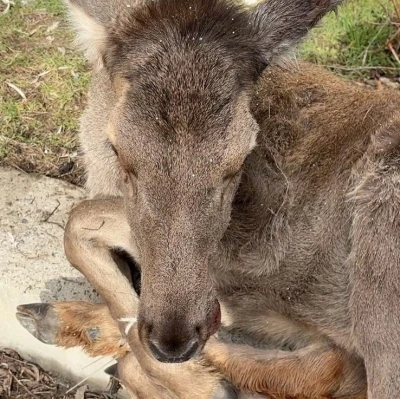 Bolu&rsquo;da 3 ayda 15 yaban hayvanı tedavi edilerek doğaya salındı
