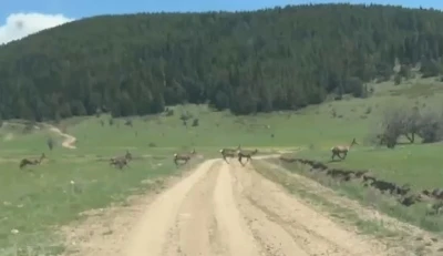 Bolu&rsquo;da ceylan s&uuml;r&uuml;s&uuml; g&ouml;r&uuml;nt&uuml;lendi
