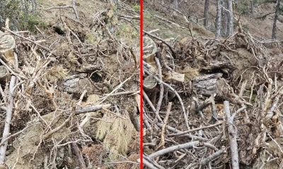 Bolu&rsquo;da nesli tehdit altındaki vaşak ve yavruları g&ouml;r&uuml;nt&uuml;lendi
