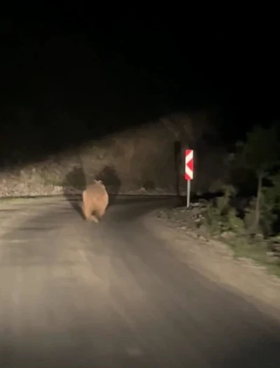 Bolu&rsquo;da otomobil g&ouml;ren ayı korkup b&ouml;yle ka&ccedil;tı
