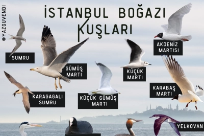 Borusan Contemporary&rsquo;den Doğa ile Sesin Buluştuğu Bir Deneyim: Kuş G&ouml;zlemi ve Dijital M&uuml;zik At&ouml;lyesi