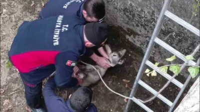Boş havuza d&uuml;şen yavru karacayı itfaiyeciler kurtardı