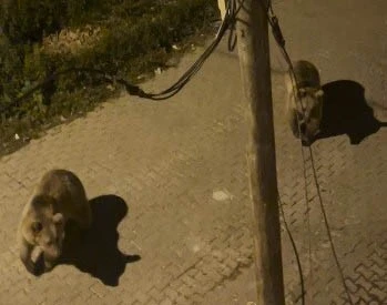 Boz ayılar mahalle aralarında cirit attı