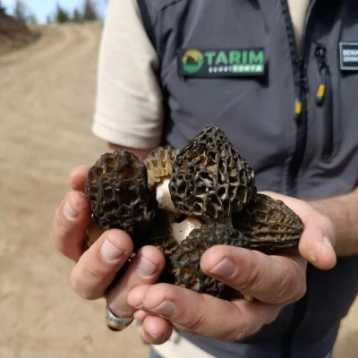 Bozkır&rsquo;da sahada Kuzu G&ouml;beği incelemesi
