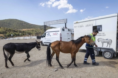 Buca'daki haralara terk edilen sahipsiz atlar artık g&uuml;vende