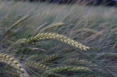 Buğday rekoltesine ilişkin ilk tahmin Hububat Kongresi&rsquo;nde yapıldı
