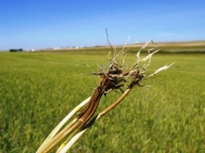 Buğday &uuml;reticilerine uyarı: K&ouml;k ve k&ouml;kboğazı &ccedil;&uuml;r&uuml;kl&uuml;ğ&uuml;ne dikkat
