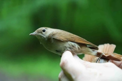 B&uuml;lb&uuml;l&uuml;n g&ouml;&ccedil; sırrı ortaya &ccedil;ıkıyor: "&Ccedil;ok ilgin&ccedil; veriler elde etmeye başladık"
