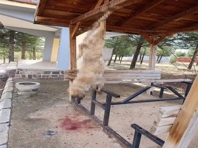 Bunu yapan insan olamaz! 