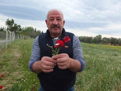 Burhaniye&rsquo;de tarlalar gelincik a&ccedil;tı
