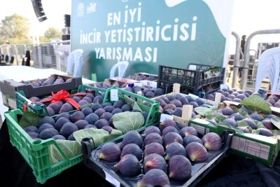 Bursa Ak&ccedil;alar İncir Festivali'nde hazırlıklar tamamlandı