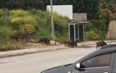 Bursa Bademli'de domuz s&uuml;r&uuml;s&uuml;