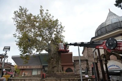 Bursa B&uuml;y&uuml;kşehir asırlık &ccedil;ınarı koruma altına alındı