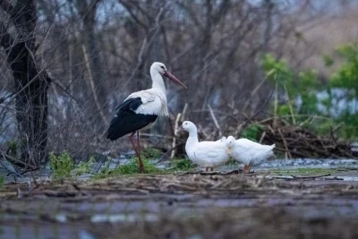 Bursa B&uuml;y&uuml;kşehir'den Leylek Şenliği i&ccedil;in &uuml;cretsiz ulaşım 