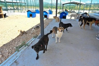 Bursa B&uuml;y&uuml;kşehir'den sokak hayvanlarına yeni yuva