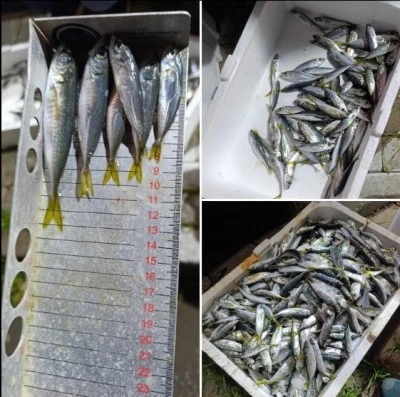 Bursa'da 33 kasa balığa el konuldu