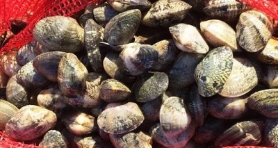 Bursa'da 8 ton midye ele ge&ccedil;irildi