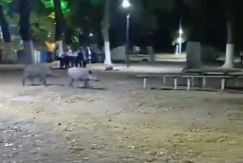 Bursa'da a&ccedil; kalan domuzlar, piknik alanında g&ouml;r&uuml;nt&uuml;lendi