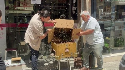 Bursa'da arılar iş hanının girişine oğul verdi